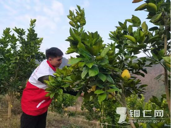 贵州铜仁：新时代文明实践丨黄道乡 “柚”到丰收季 “柚”见“志愿红”